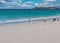 Gentoo penguins enjoying a Falklands Islands beach.