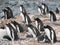 Gentoo Penguins facing away from the elements