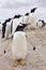 Gentoo Penguins - Falkland Islands