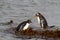 Gentoo Penguins fighting