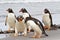 Gentoo Penguins fighting