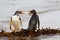 Gentoo Penguins fighting