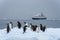 Gentoo penguins floating on an iceberg with cruise ship in the background, Paradise Bay, Antarctica