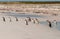 Gentoo Penguins going into ocean on Volunteer Beach, Falklands, UK