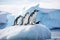Gentoo penguins on ice floe, Antarctic Peninsula, Antarctica, chinstrap penguins, Pygoscelis antarctica, on an iceberg off the