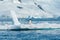 Gentoo penguins on iceberg Antarctica