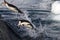 Gentoo penguins jumping into the water from the rock