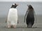 Gentoo Penguins keeping watch