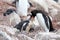 Gentoo penguins, mother and chick, Pygoscelis Papua, Antarctic Peninsula