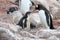 Gentoo penguins, mother and chick, Pygoscelis Papua, Antarctic Peninsula
