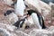 Gentoo penguins, mother and chick, Pygoscelis Papua, Antarctic Peninsula
