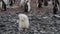 Gentoo Penguins on nest in Antarctica