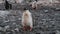 Gentoo Penguins on nest in Antarctica