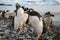 Gentoo penguins playing friendly, Cuverville Island, Antarctica