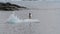 Gentoo Penguins playing on the small ice in Antarctica