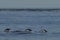 Gentoo Penguins porpoising off the coast of the Falkland Islands