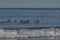 Gentoo Penguins porpoising off the coast of the Falkland Islands