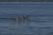 Gentoo Penguins porpoising off the coast of the Falkland Islands