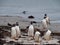 Gentoo Penguins Preening on the Beach
