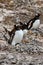 Gentoo penguins - Pygoscelis papua - with egg and chick on rocks  Neko Harbour, Antarctica