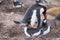 Gentoo Penguins (Pygoscelis papua) mating.