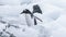 Gentoo penguins pygoscelis papua, petermann island, antarctica, polar regions