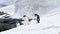 Gentoo penguins pygoscelis papua, petermann island, antarctica, polar regions