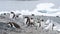 Gentoo penguins pygoscelis papua, petermann island, antarctica, polar regions