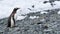 Gentoo penguins pygoscelis papua, petermann island, antarctica, polar regions