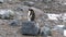 Gentoo penguins pygoscelis papua, petermann island, antarctica, polar regions