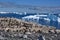 Gentoo penguins - Pygoscelis papua - on rocks, beautiful icebergs, snow on mountains, Cuverville, Antarctica