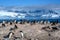 Gentoo penguins - Pygoscelis papua - on rocks, beautiful icebergs, snow on mountains, Cuverville, Antarctica