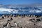 Gentoo penguins - Pygoscelis papua - on rocks in front of Southern Ocean with icebergs and mountains at Cuverville, Antarctica