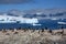 Gentoo penguins - Pygoscelis papua - on rocks in front of Southern Ocean with icebergs and mountains at Cuverville, Antarctica