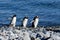 Gentoo penguins - Pygoscelis papua - waddling over stones Cuverville, Antarctica