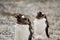 Gentoo penguins,Pygoscelis papua, walking on rocky gravel beach