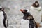 Gentoo penguins,Pygoscelis papua, walking on rocky gravel beach