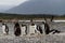 Gentoo penguins,Pygoscelis papua, walking on rocky gravel beach