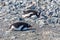 Gentoo penguins relaxing on the stones, Cuverville Island, Antarctic