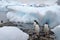 Gentoo penguins on a rocky beach in Antarctica