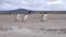 Gentoo penguins running on the beach at Falkland Islands