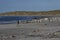 Gentoo Penguins on a sandy beach
