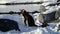 Gentoo penguins on snowy Wiencke Island in Antarctica..