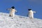 Gentoo Penguins - South Shetland Islands - Antarctica