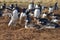 Gentoo Penguins Squabbling - Falkland Islands