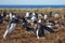Gentoo Penguins Squabbling - Falkland Islands