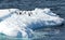 Gentoo Penguins standing on a iceberg. Melting blue ice floating in Antarctic Ocean. Antarctica Landscape