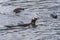 Gentoo Penguins Swimming Yankee Harbor Greenwich Island Antarctica