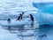 Gentoo Penguins Swimming Yankee Harbor Greenwich Island Antarctica