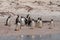 Gentoo Penguins talk it over before going into ocean on Volunteer Beach, Falklands, UK